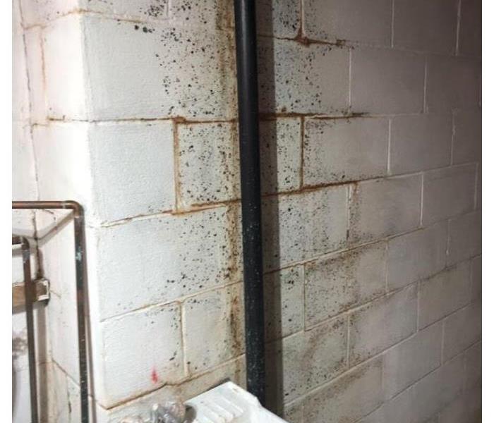 mold on concrete wall